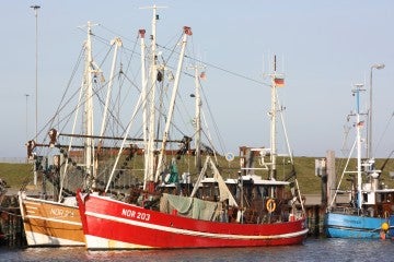 Sperber im Hafen mit anderen Kuttern